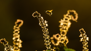 Bumblebees Have Something New to Worry About